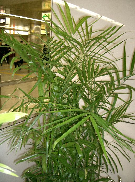 Study links air quality to crop yields